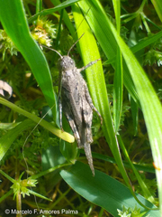 Diraneura bivenosa