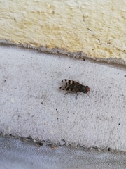 Ceroxys hortulana