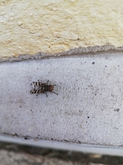 Ceroxys hortulana
