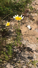 Glebionis coronaria discolor