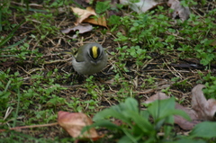 Regulus satrapa satrapa