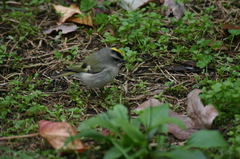 Regulus satrapa satrapa