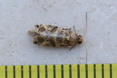 Lobesia transtrifera