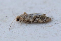 Lobesia transtrifera