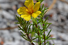 Hypericum fasciculatum