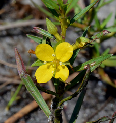 Ludwigia linifolia