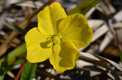 Ludwigia maritima