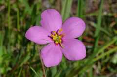 Sabatia grandiflora