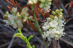 Polygonum dentoceras