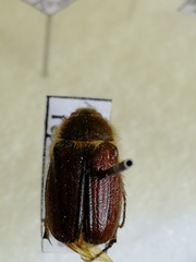 Amphimallon altaicum