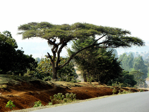 umbrella thorn