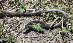 Ophisaurus ventralis image