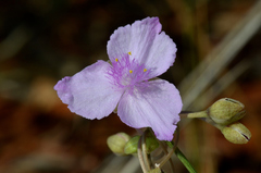 Callisia ornata