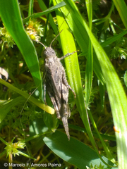 Diraneura bivenosa