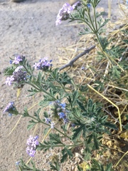 Glandularia gooddingii