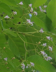 Vitex acuminata