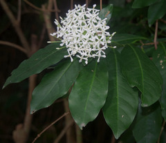 Ixora timorensis