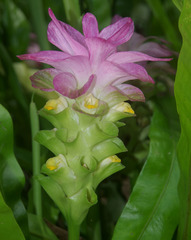 Curcuma australasica