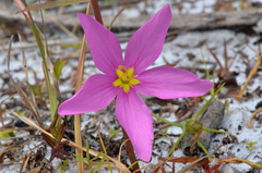 Sabatia grandiflora