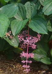 Medinilla banahaensis