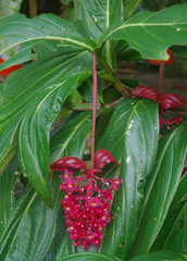 Medinilla miniata