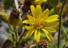 Chrysopsis scabrella
