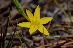 Hypoxis juncea