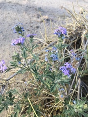 Glandularia gooddingii