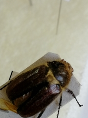 Amphimallon altaicum