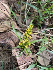 Apostasia wallichii