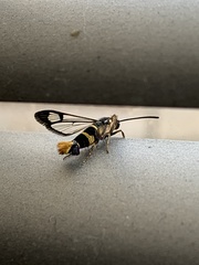 Synanthedon loranthi
