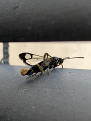 Synanthedon loranthi