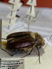 Amphimallon altaicum