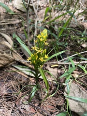 Apostasia wallichii
