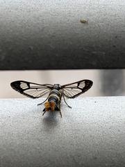 Synanthedon loranthi