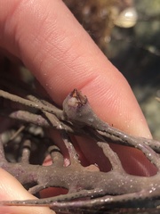 Conopea galeata