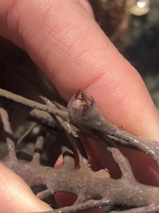 Conopea galeata