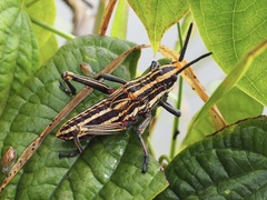 Dictyophorus griseus