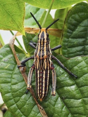 Dictyophorus griseus