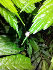 Plectotropis mackensii