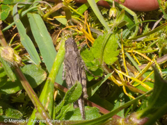 Diraneura bivenosa