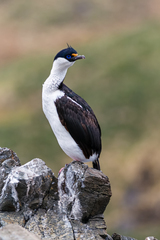 Leucocarbo georgianus