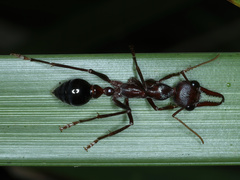 Myrmecia forficata