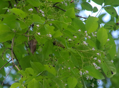 Vitex acuminata