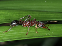 Myrmecia forficata