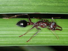 Myrmecia forficata
