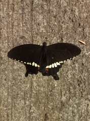 Papilio polytes
