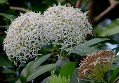 Ixora timorensis