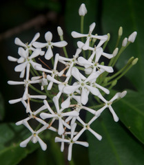 Ixora timorensis