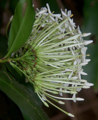 Ixora timorensis